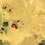 photo (1)